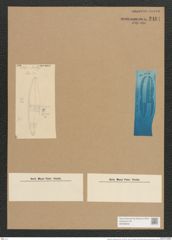 Plagiotropis mediterranea Grun. (de-Toni-Nr.: Genus 30, Species 1365) Zeichnungen Sammlung Grunow Nr. 2484 (NHMW-BOT-W0369802)